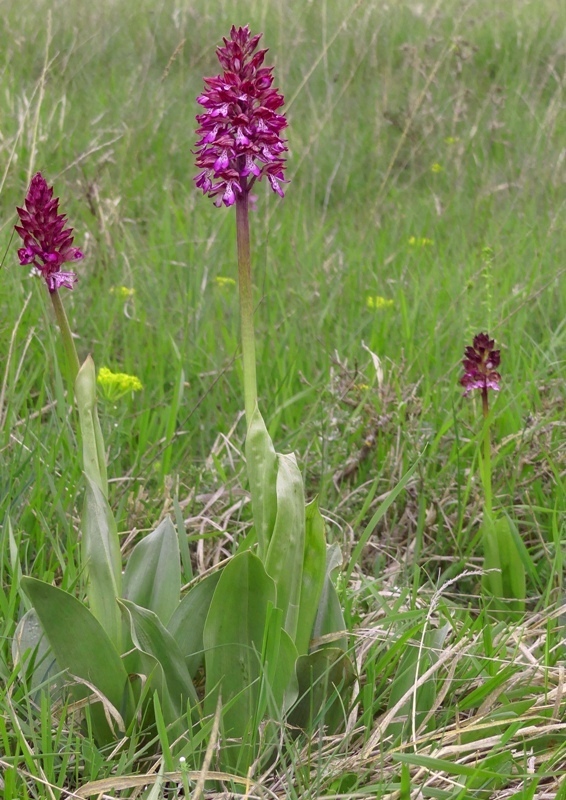 Orchis xhybrida (Orchis militaris x Orchis purpurea) altopiani abruzzesi - giugno 2018